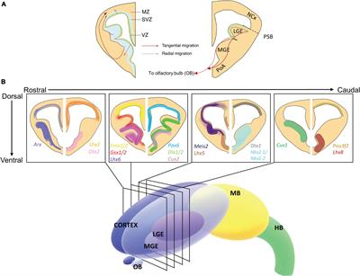 Genetic Regulation of Vertebrate Forebrain Development by Homeobox Genes